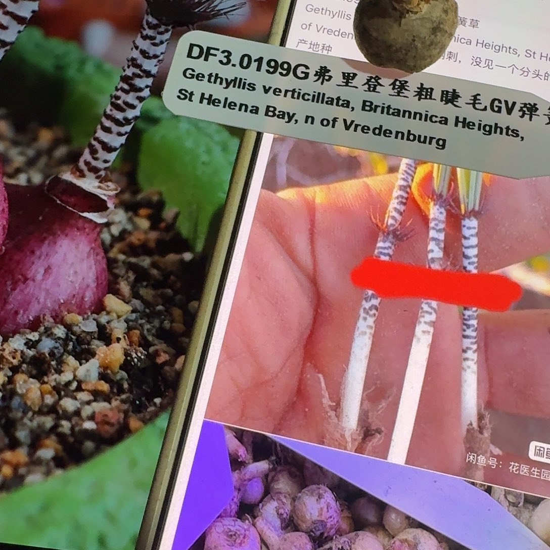 钢刺gv弹簧草一个约1.8cm