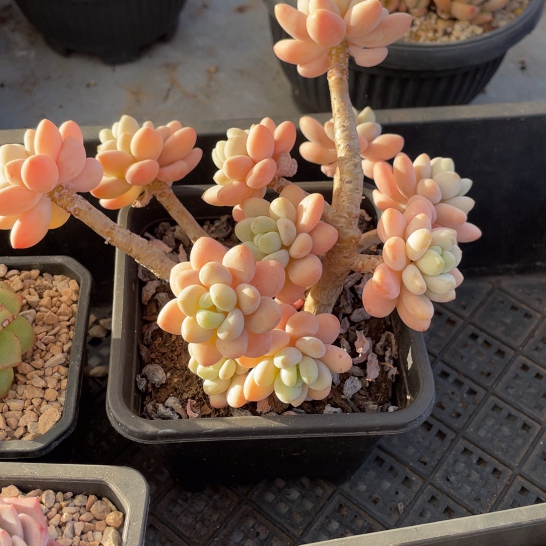 香水洛神飘枝老桩群生