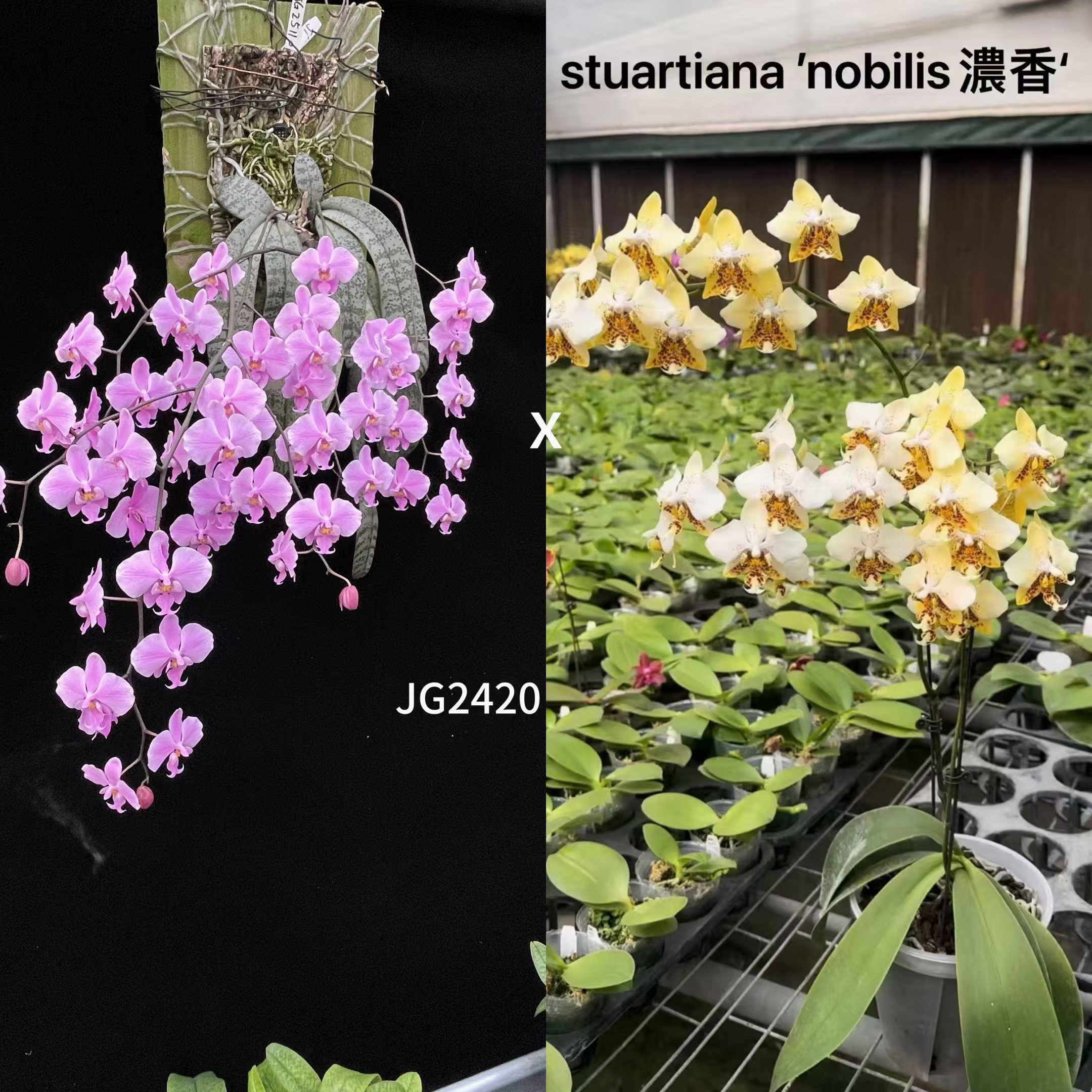 花农杰哥原生种蝴蝶兰JG2420