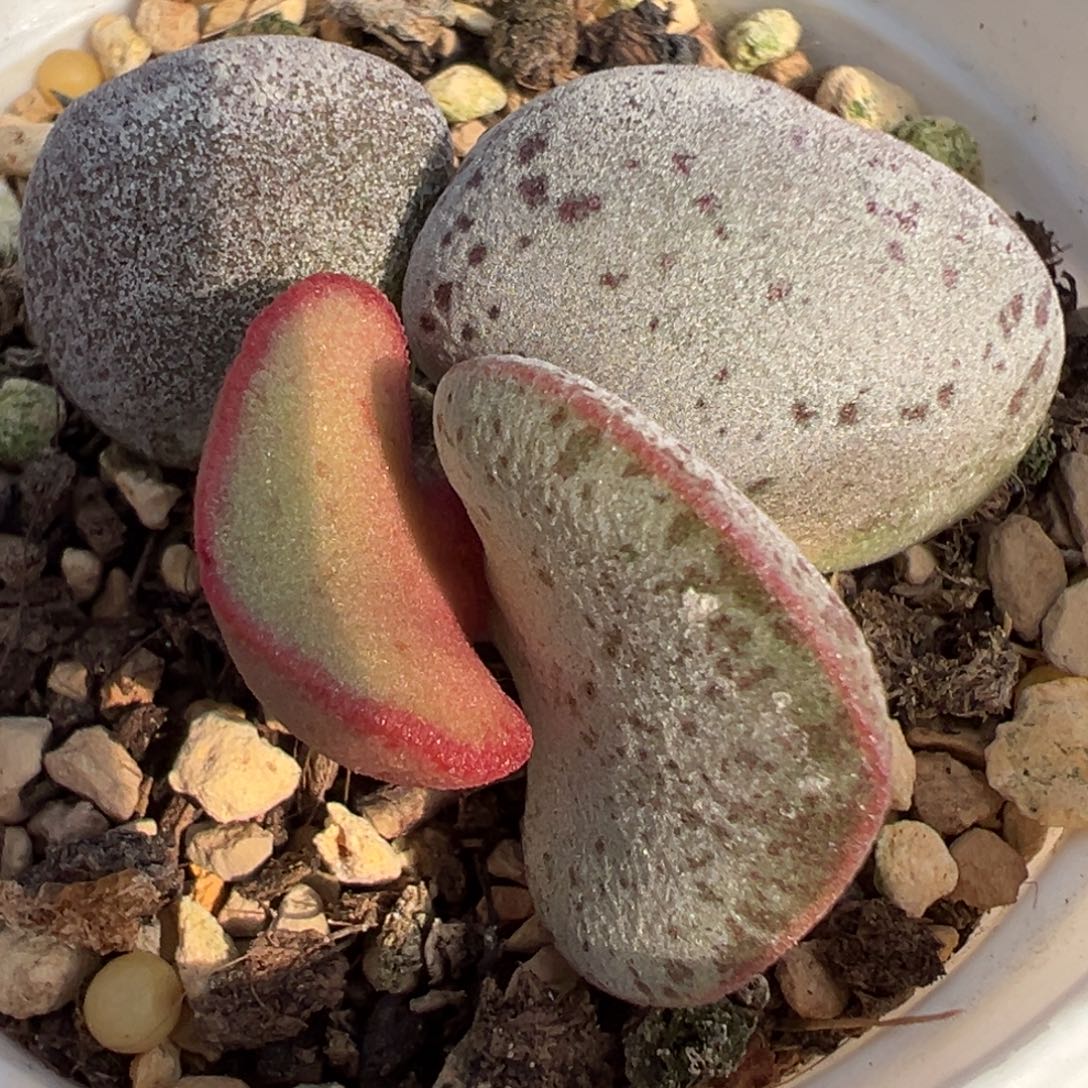 实生新品多肉植物水泡多肉植物
