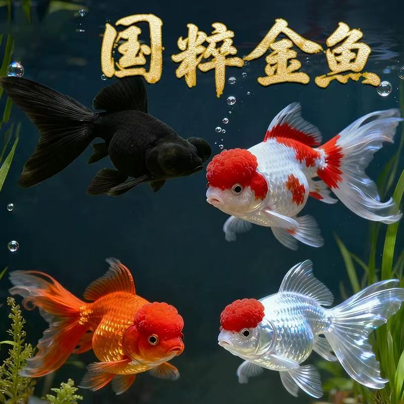 【满缸礼包】精品冷水观赏金鱼新手好养丹顶红狮龙睛6-8厘米9条包邮