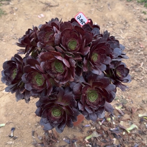 17-145赤焰莲多肉植物