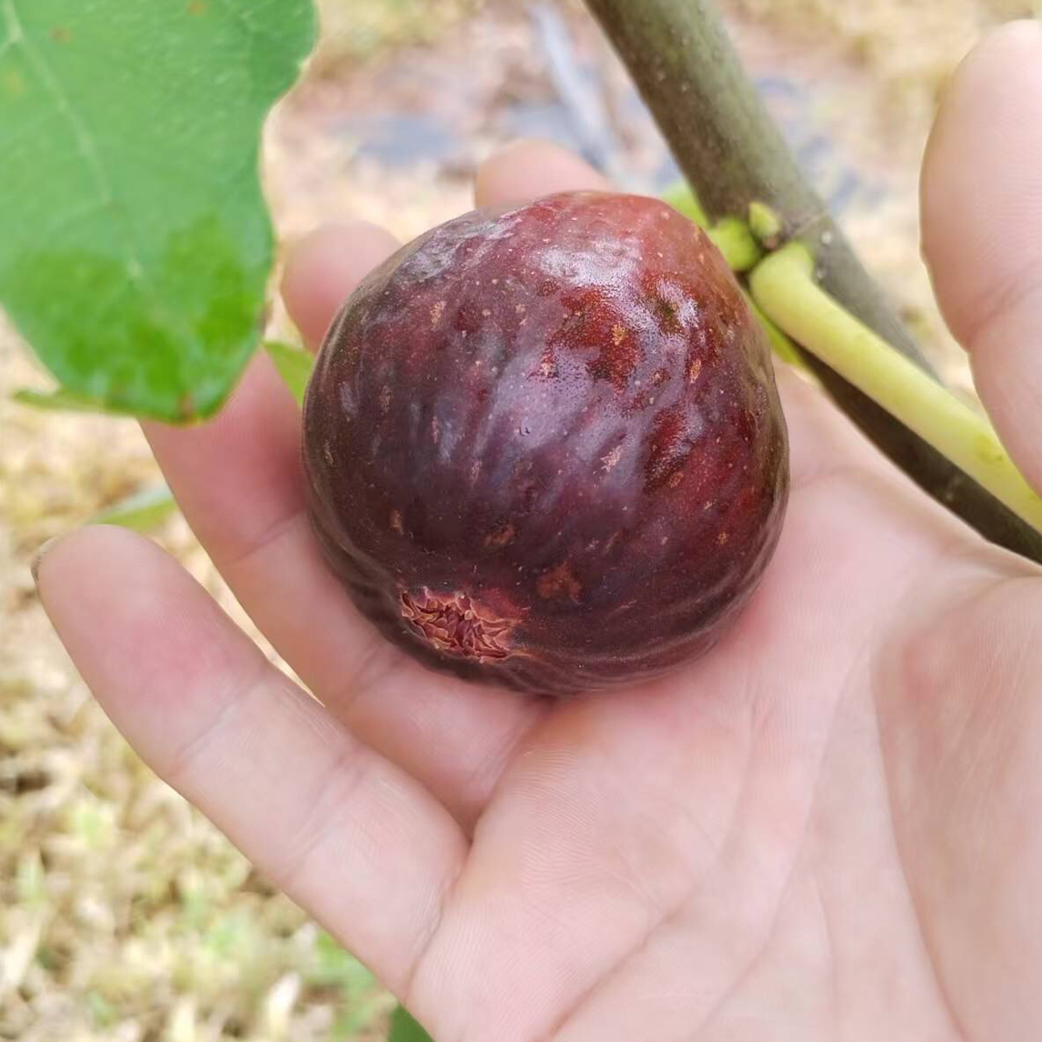 正版波姬红无花果树苗幼苗3颗