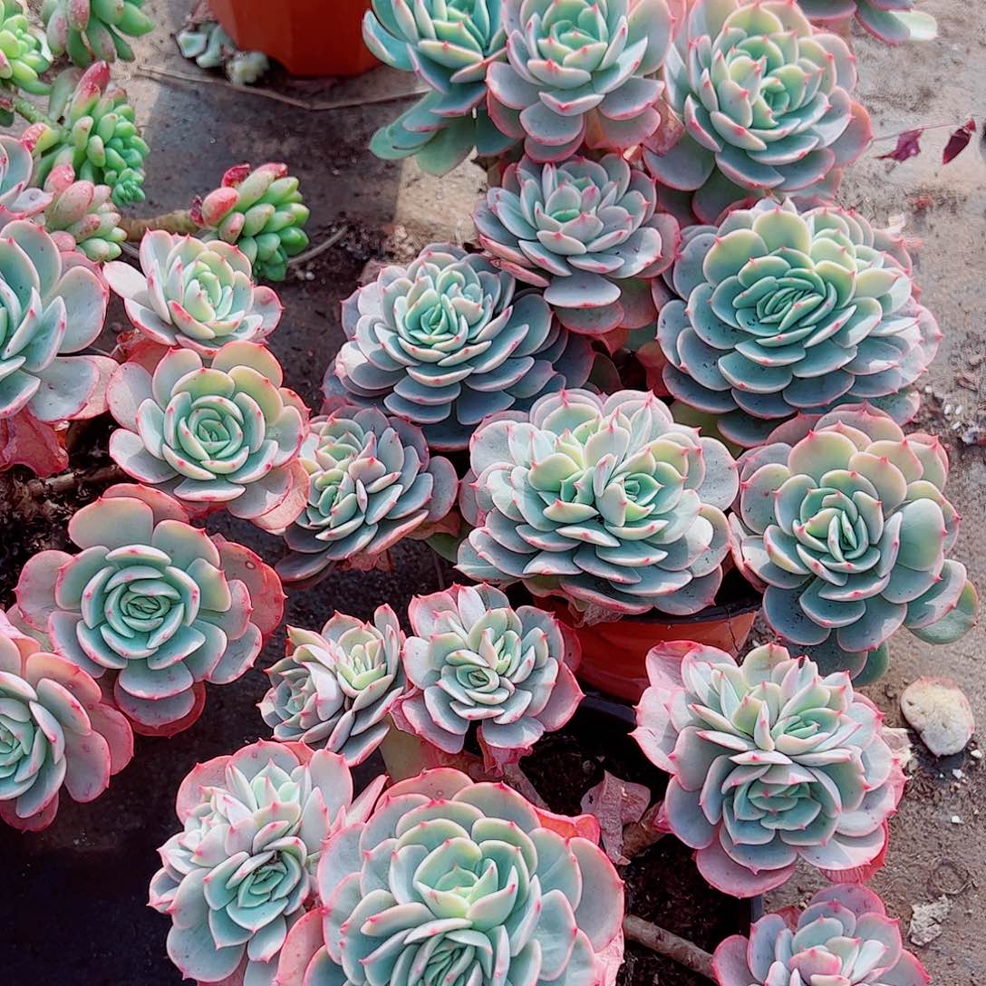 白雪公主多头群生精品特价