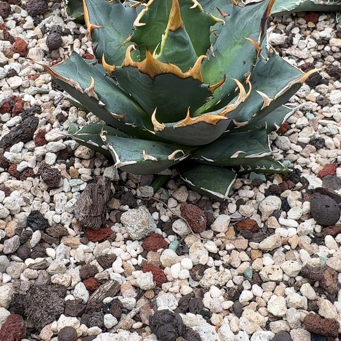 无花朵龙舌兰仁王冠1