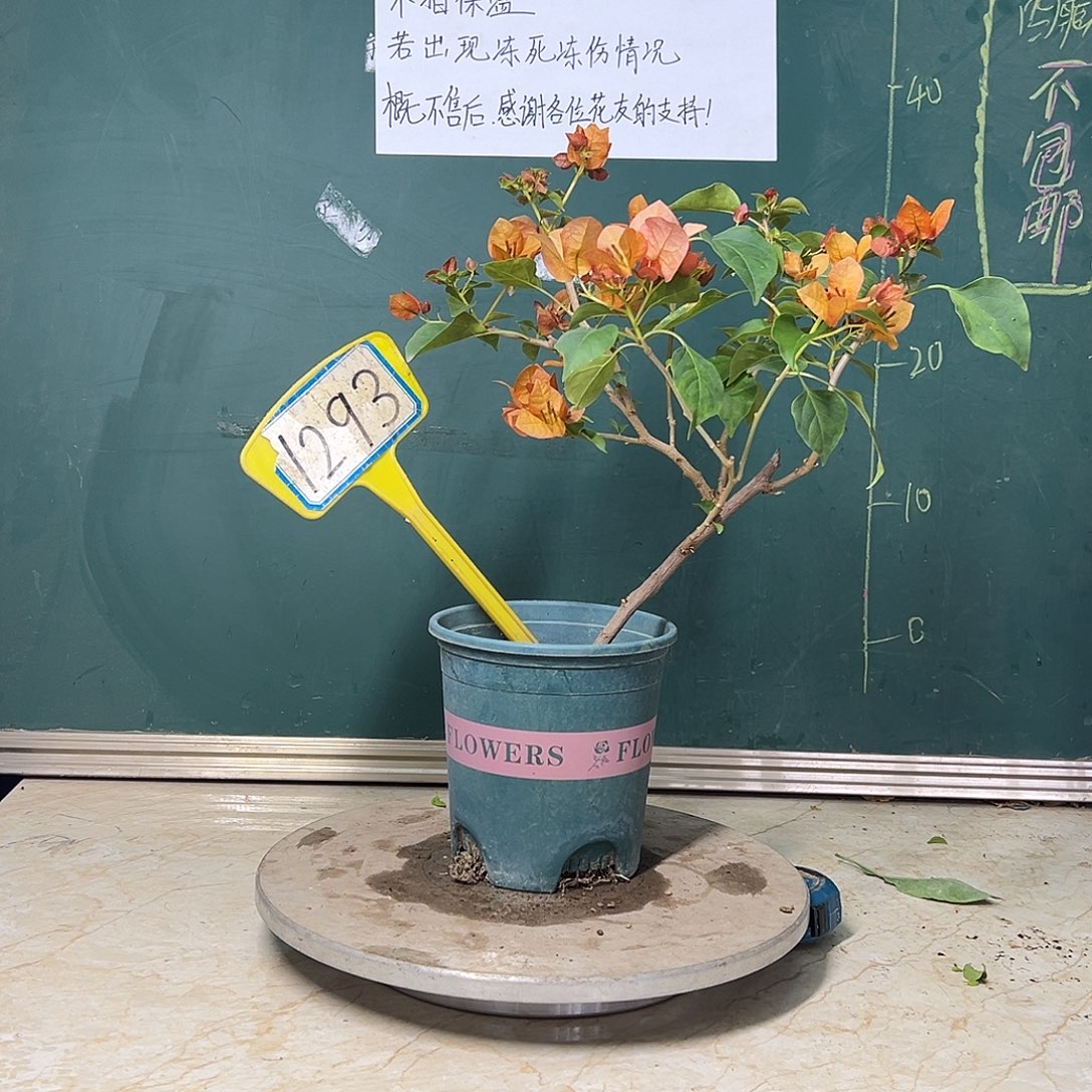 完全开放  落日 造型  1293