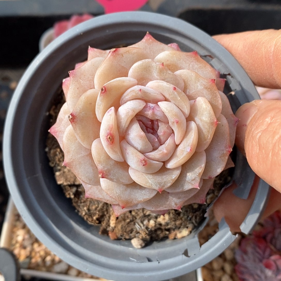 精品多肉一物一柏不包整188