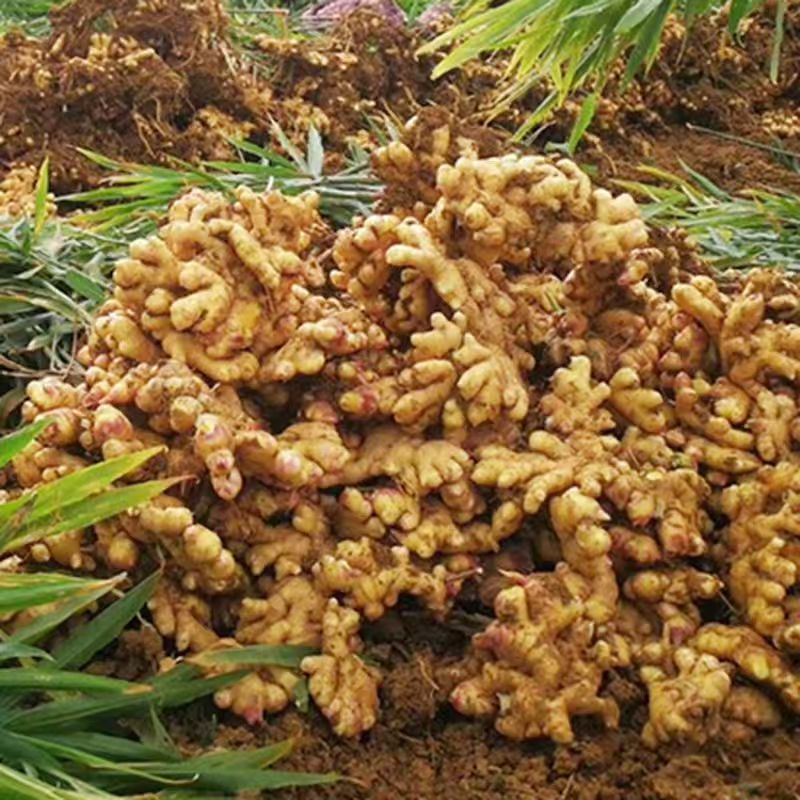 【阿宇推荐】----新鲜姜