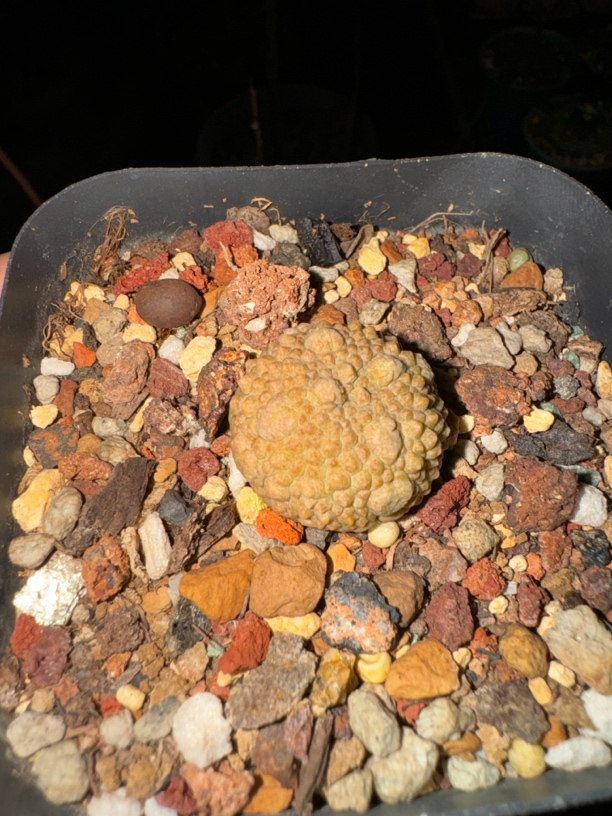 多肉植物凝蹄玉多肉植物