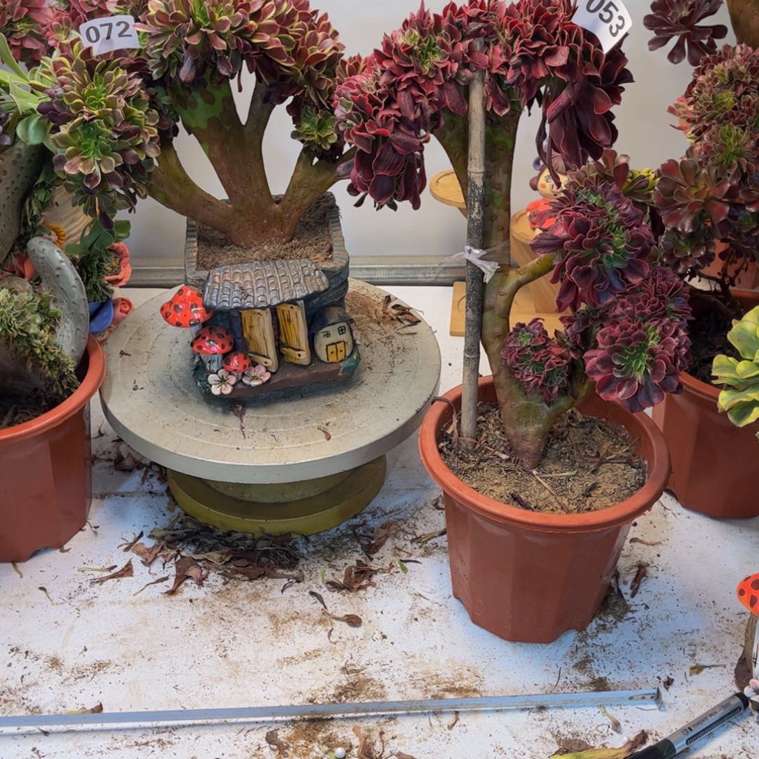 红***妨多肉植物072、053法师