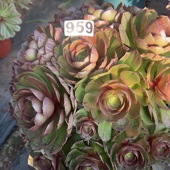 摩**啡多肉植物一个