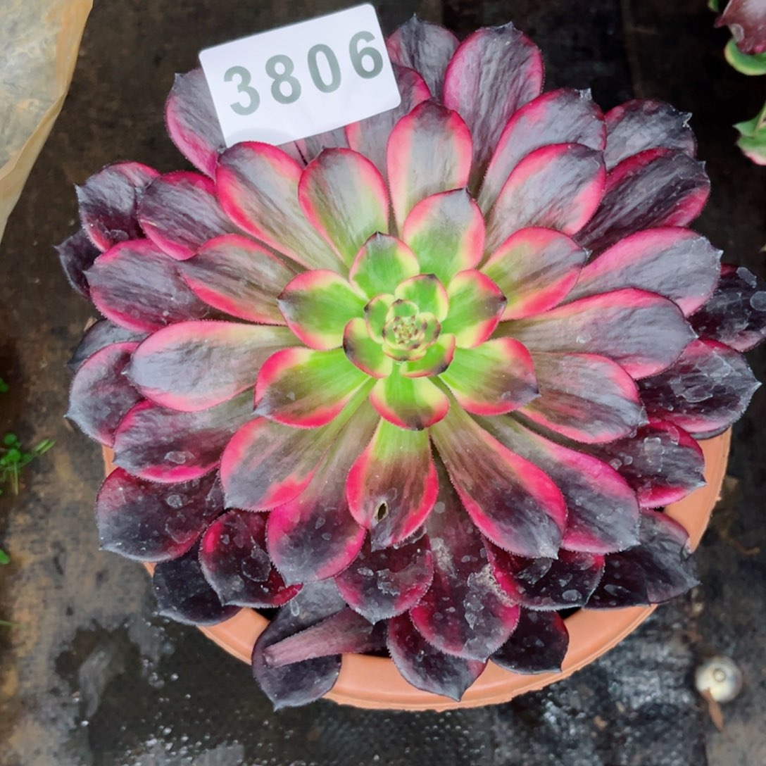 烟花多肉发货发货
