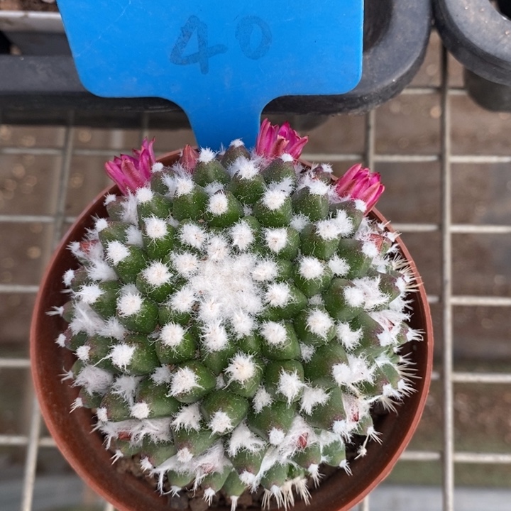 伯克利和格蕾纳等著名音乐家