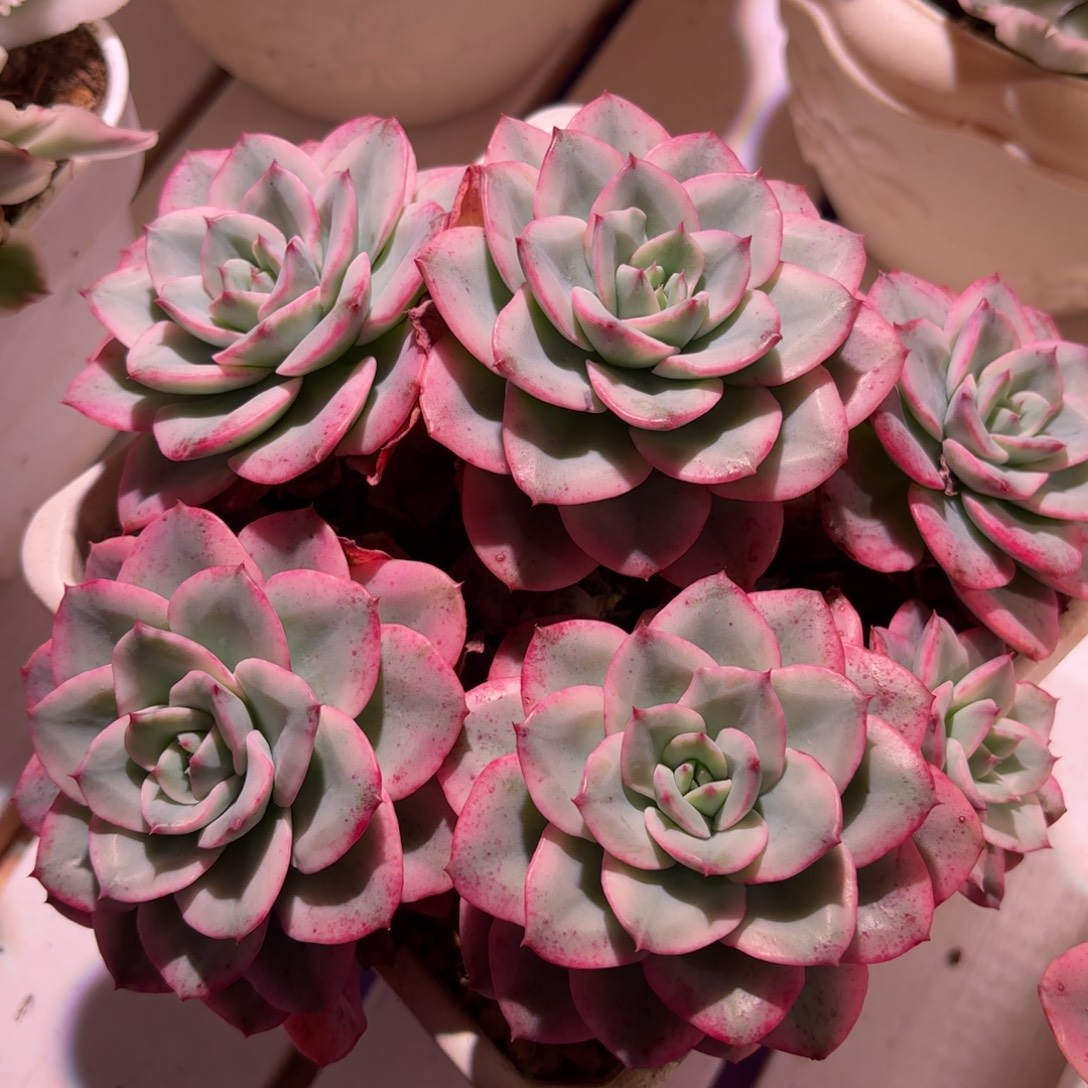 奶油黄桃锦多肉植物