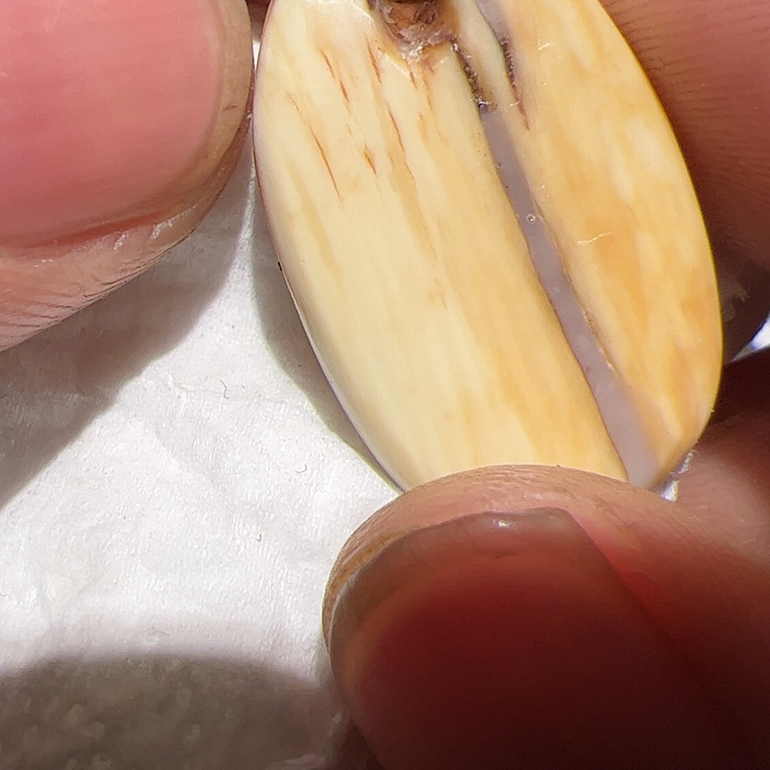 香榧木在这里的时候