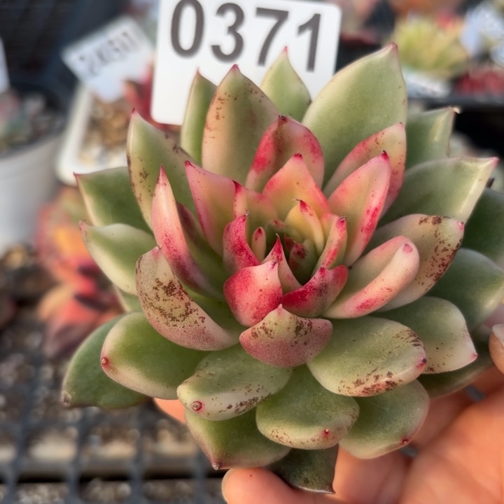 多肉植物满18包邮当场凑单