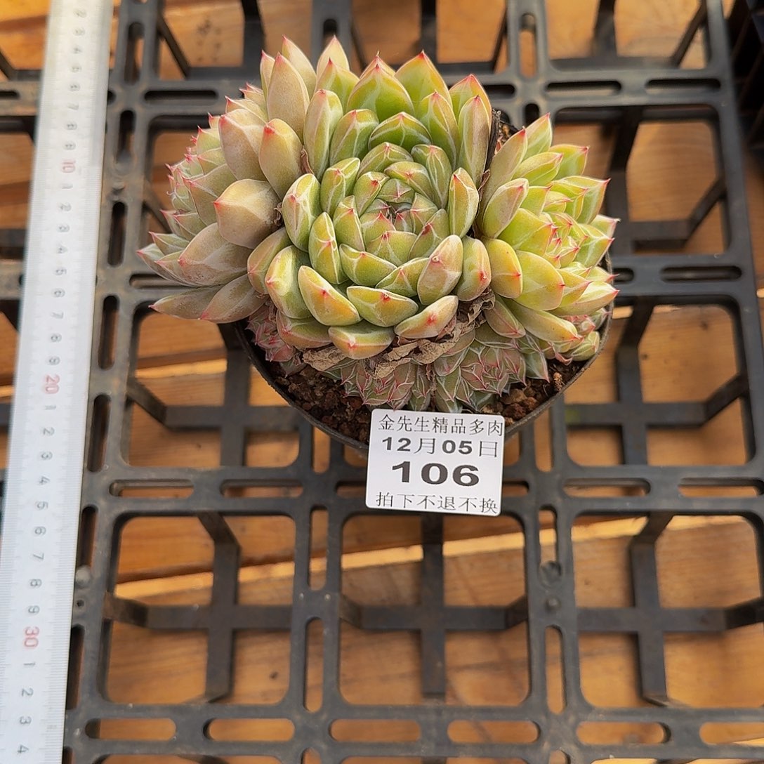 姐***肉1205-106雪花珍妮群