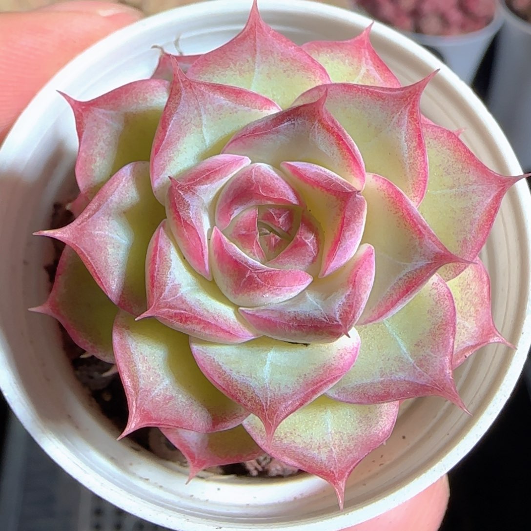 多肉1225-16女王玫瑰