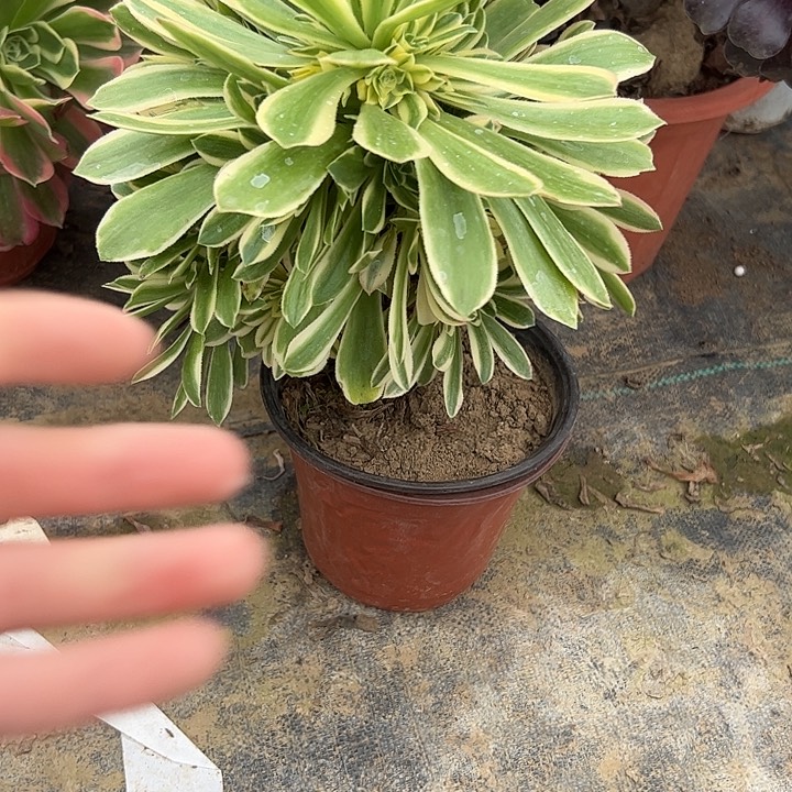 多肉法师植物链接16
