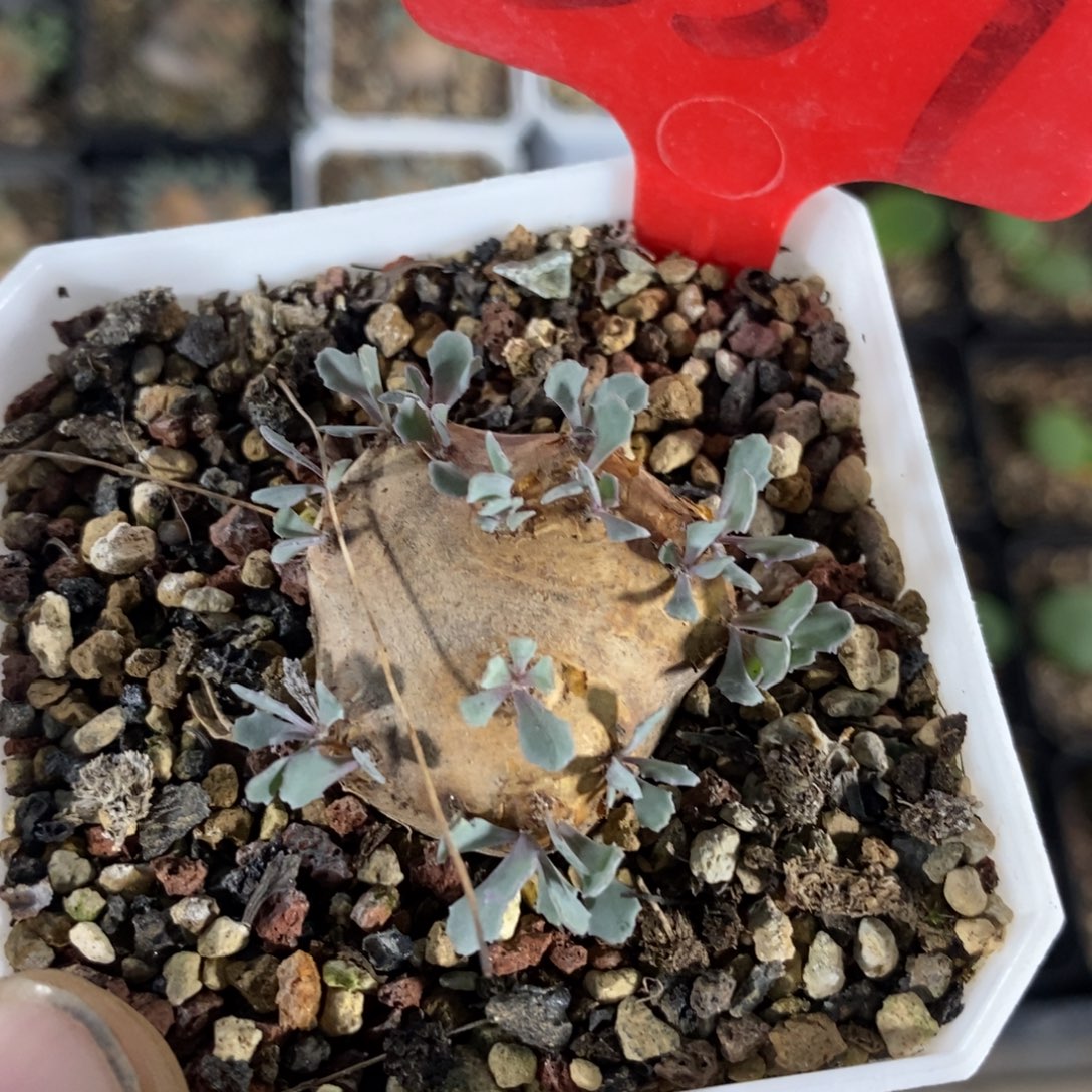产地格加厚炖菊一个