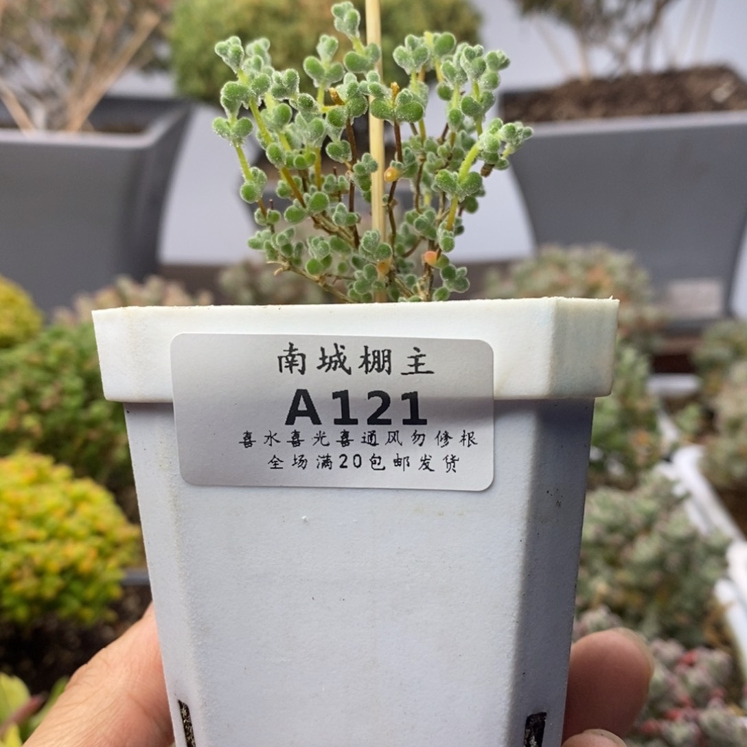 121超级莱斯枝干番杏