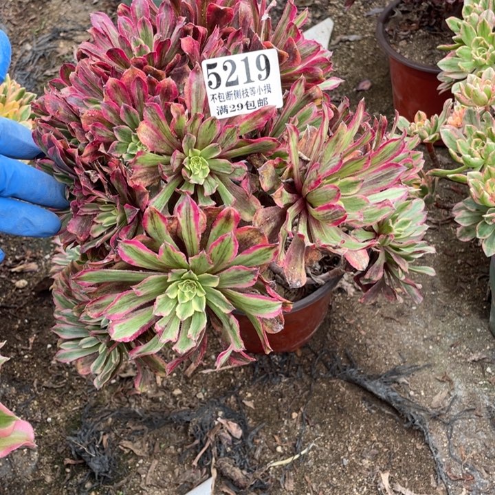 219号粉黛多肉植物