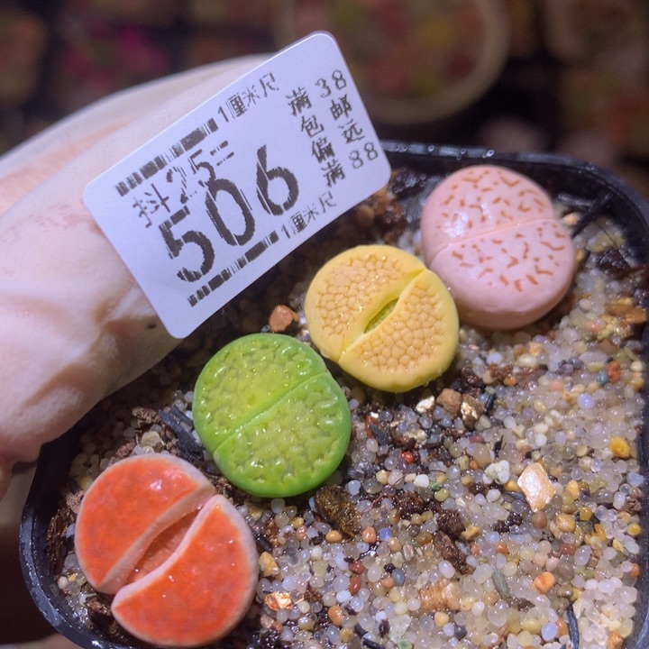 精品生石花25.506