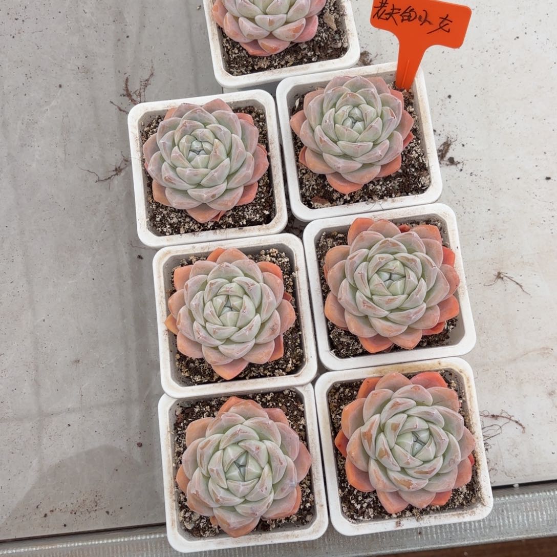 ****.老夫的少女心的冰玉