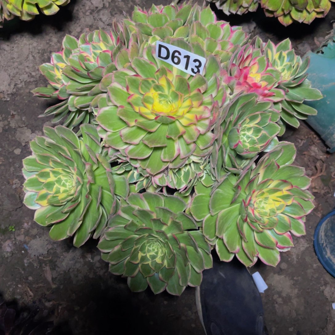 海燕法师26////22包邮