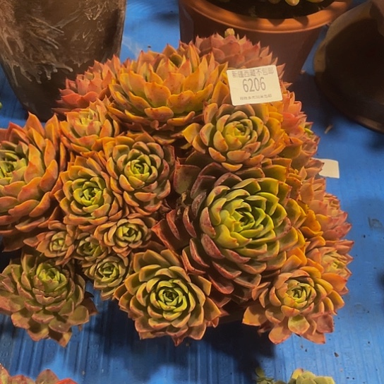 柔*贝拉多娜6206多肉