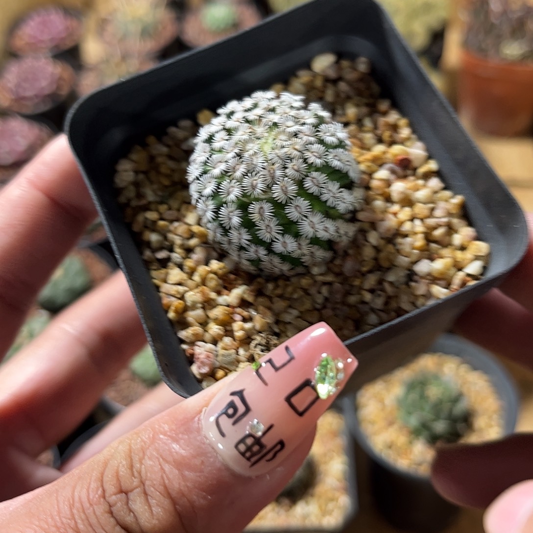 习克市丸单头发货单头