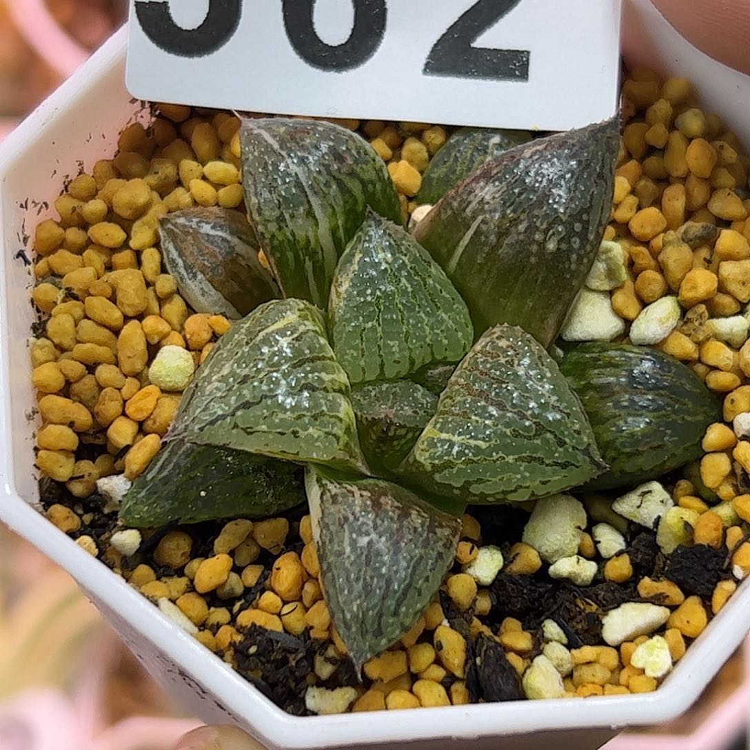白银锦十二卷多肉植物