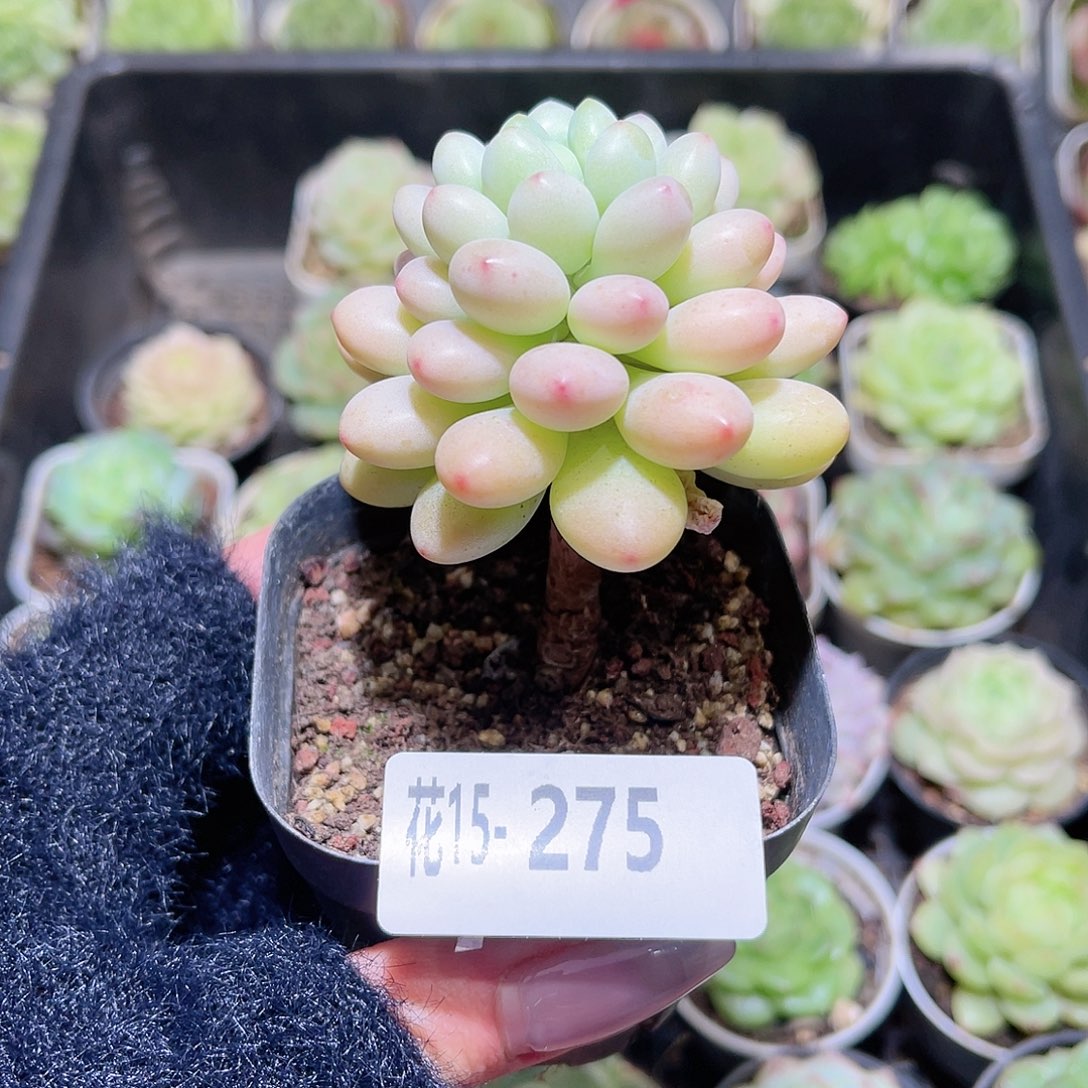 花利美15-275洛可可