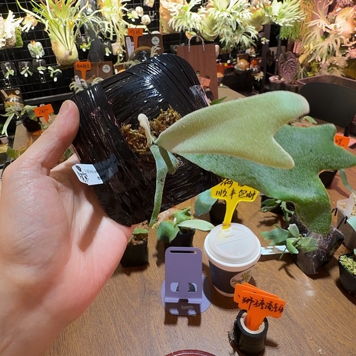 无花朵鹿野直播间竞拍狮子座流星雨
