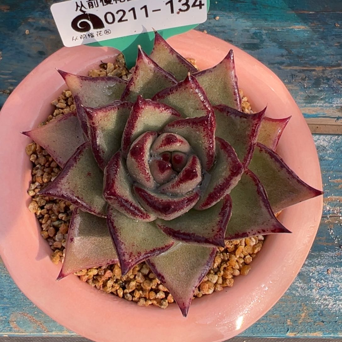 从前慢多肉精选编号0211.134