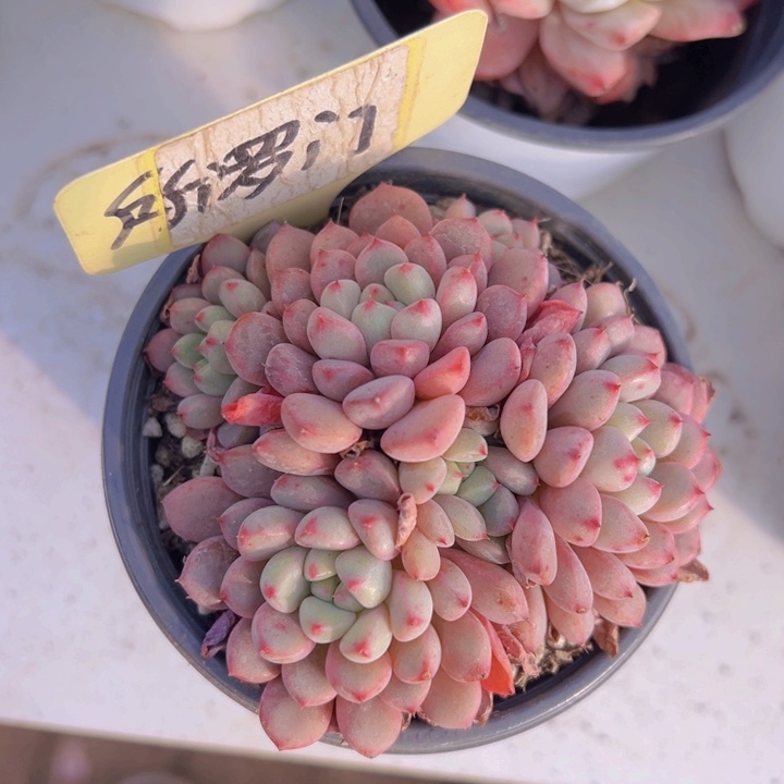 健健康康平平安安