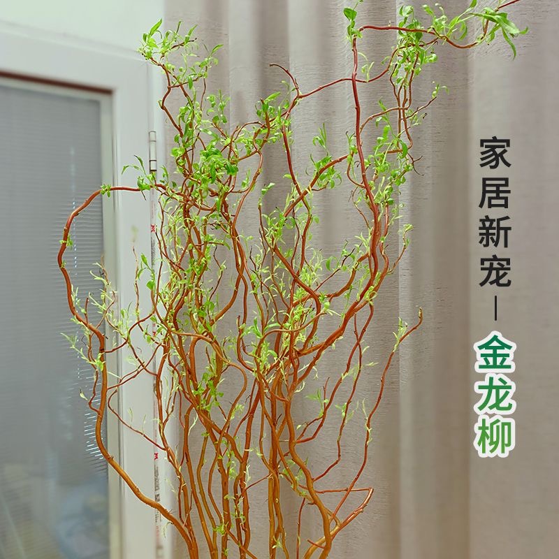 水培黄金龙柳鲜支金丝楠藤室内家居软装绿植泡水发芽懒人好养易活