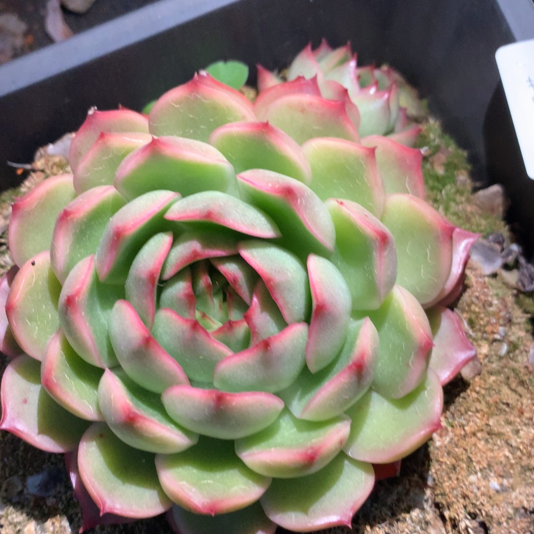 3068杂交多肉植物