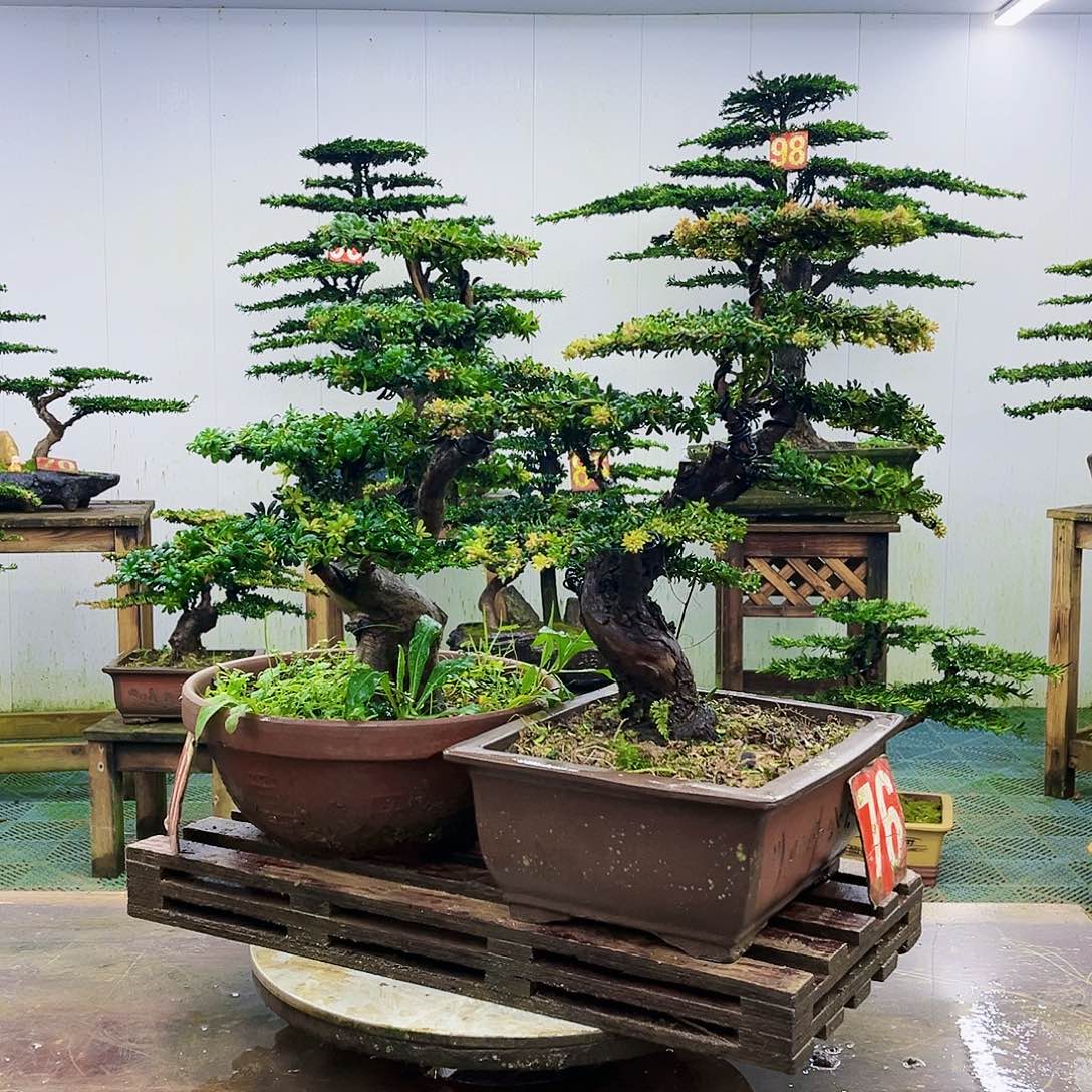 完全开放罗汉松盆景艺术