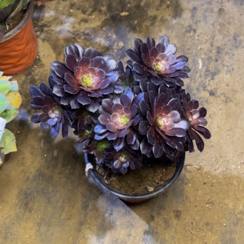 黑铜壶多肉植物3865