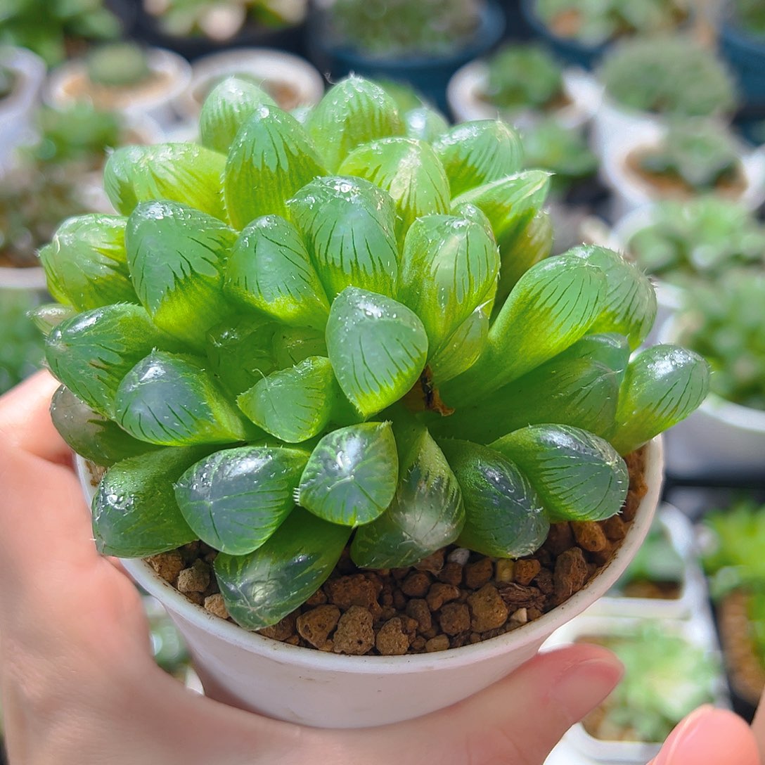 万象盆灯芯玉露多肉植物一颗