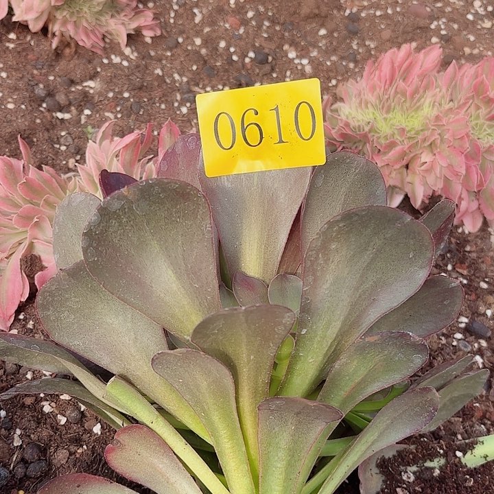 哇*多肉植物福利0610