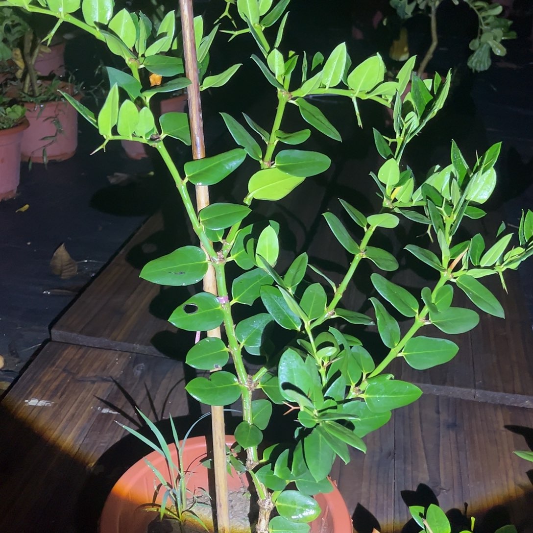 无花朵2222我也喜欢这个颜色呀