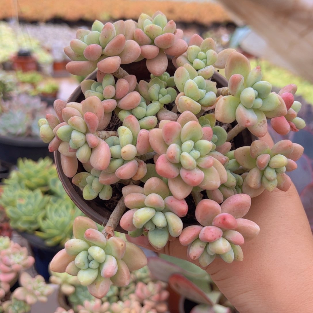 奶酪蛋糕整装，120杯