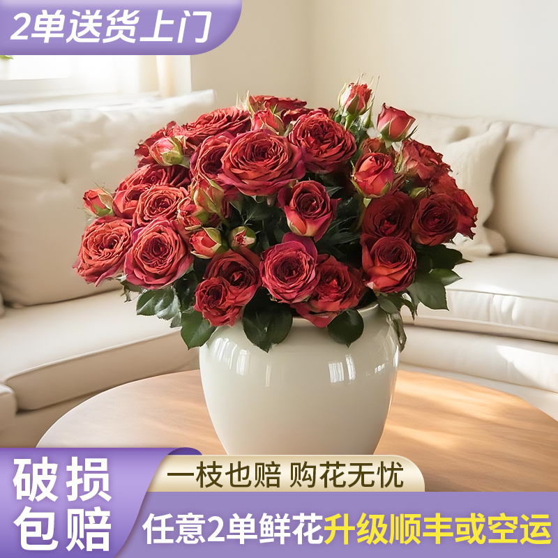 【源头优选】巧克力泡泡玫瑰-云南直发鲜花家居水养插花鲜切花 