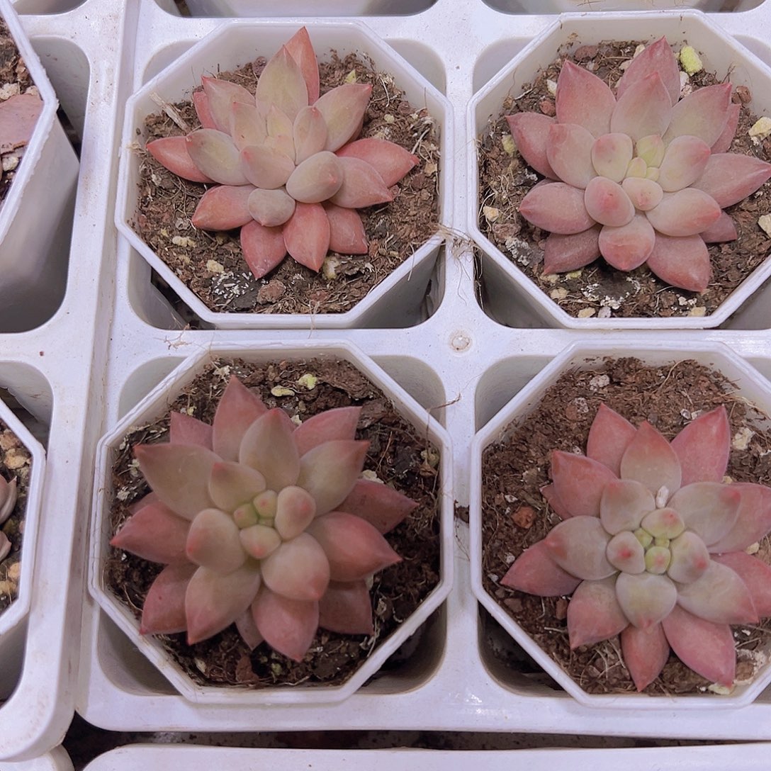 水晶球19包邮多肉植物