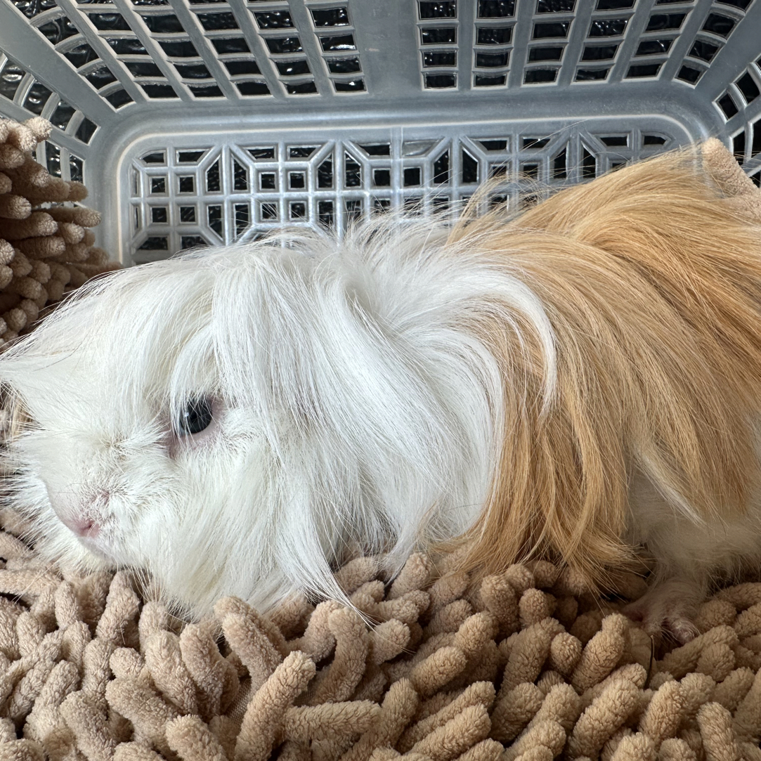 极品成年4-6月长逆猪弟弟一只