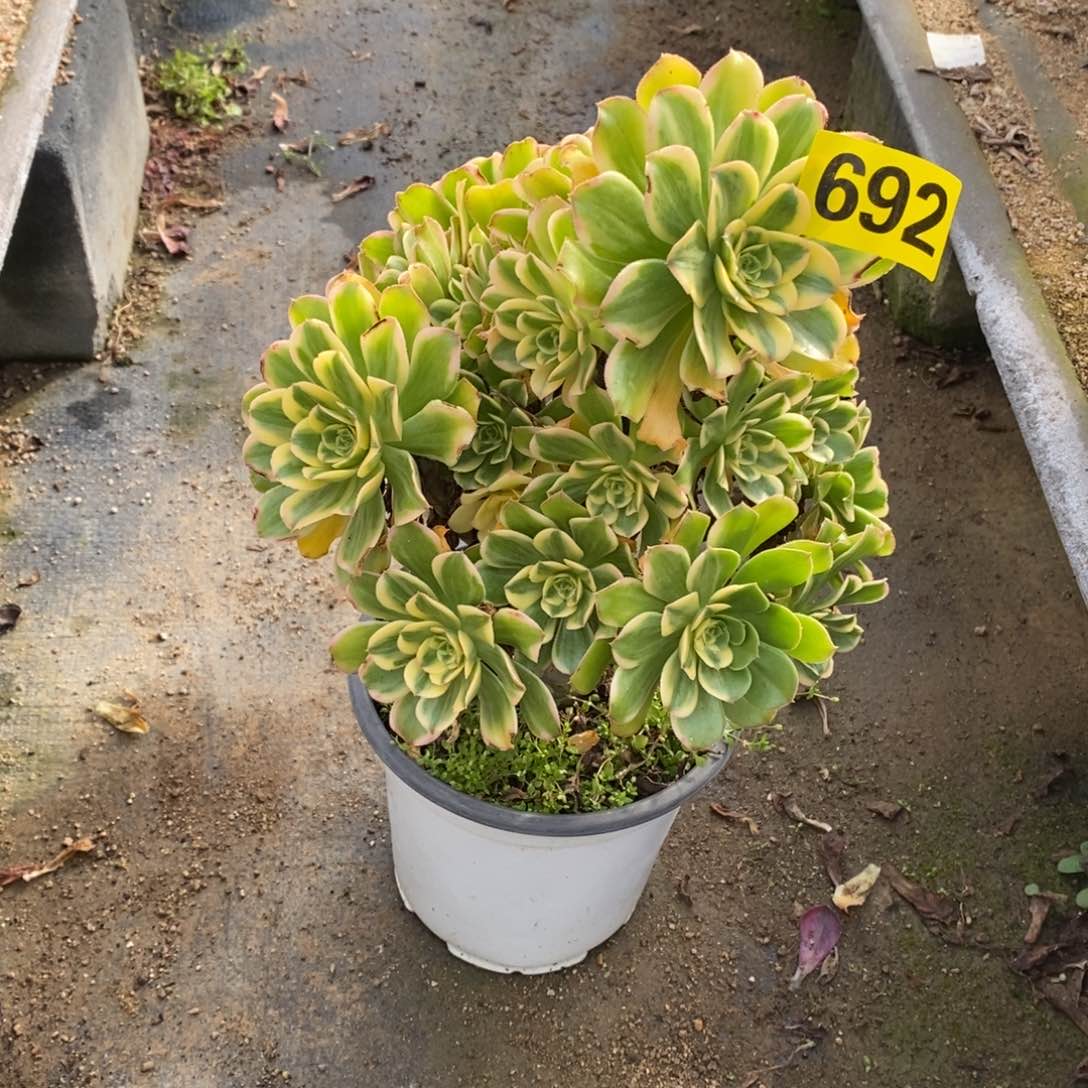 燕日伞多肉法师692