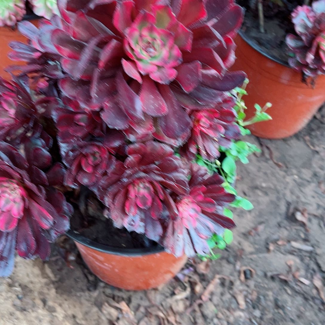 无花朵多肉植物021