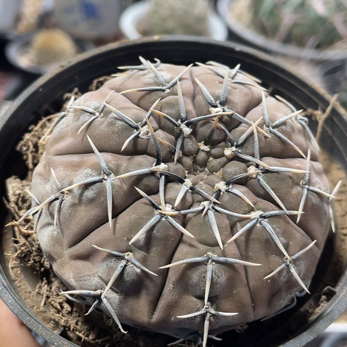 【闪购商品】怪龙丸实生66666